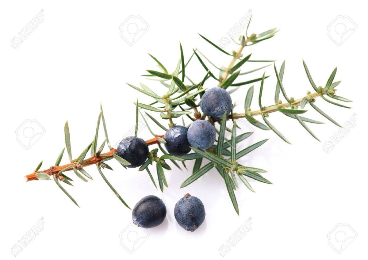 Можжевельник черно белый вид сбоку