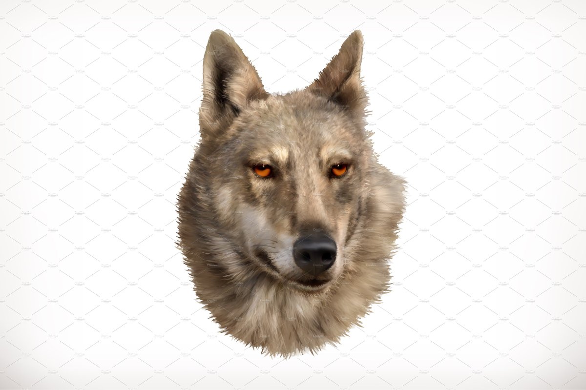 Волчонок на белом фоне