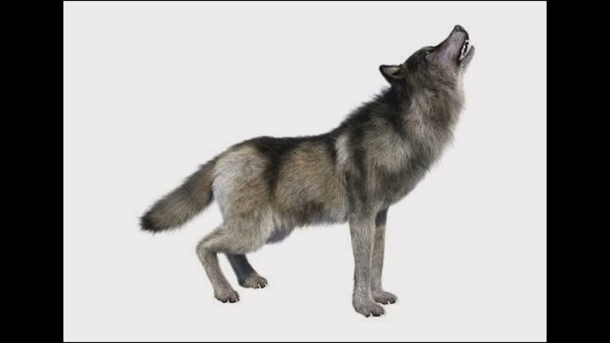 Волк серый сидит на белом фоне