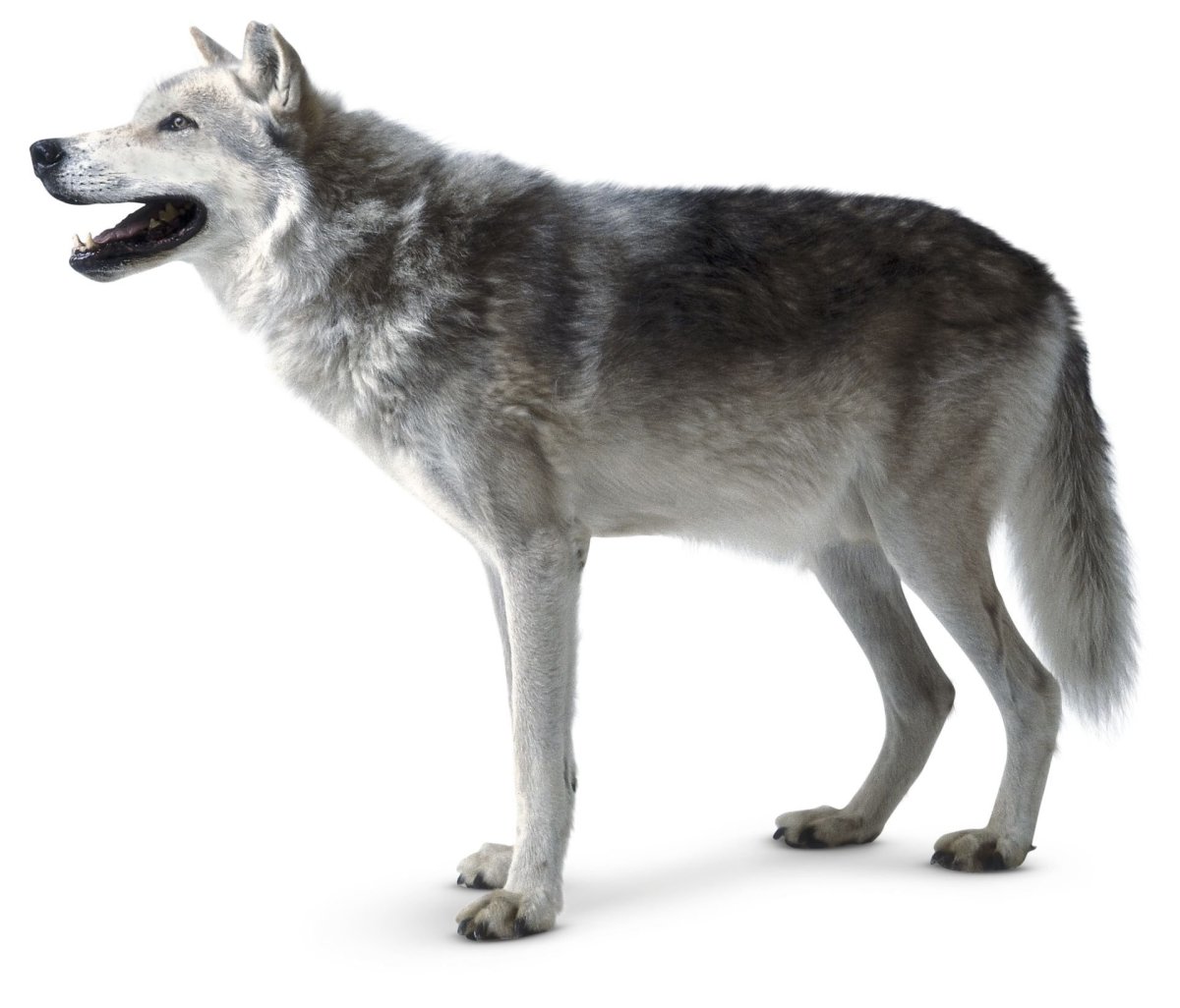 Волк на белом фоне