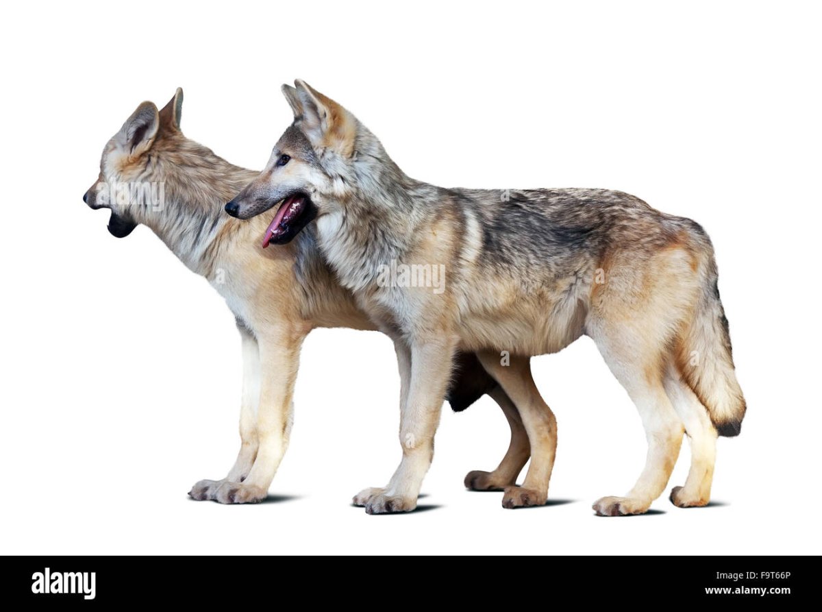 Волк на белом фоне