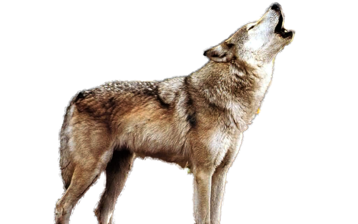 Волк на прозрачном фоне для фотошопа