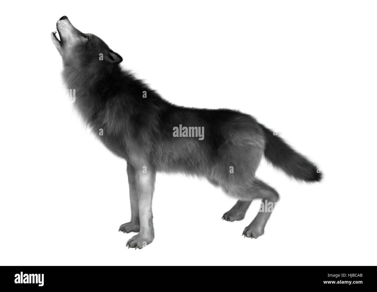 Волк на белом фоне