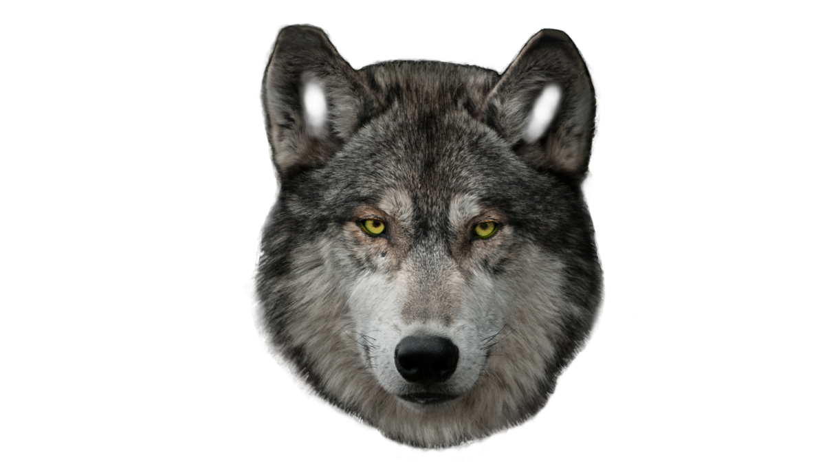 Волк для детей дошкольного возраста