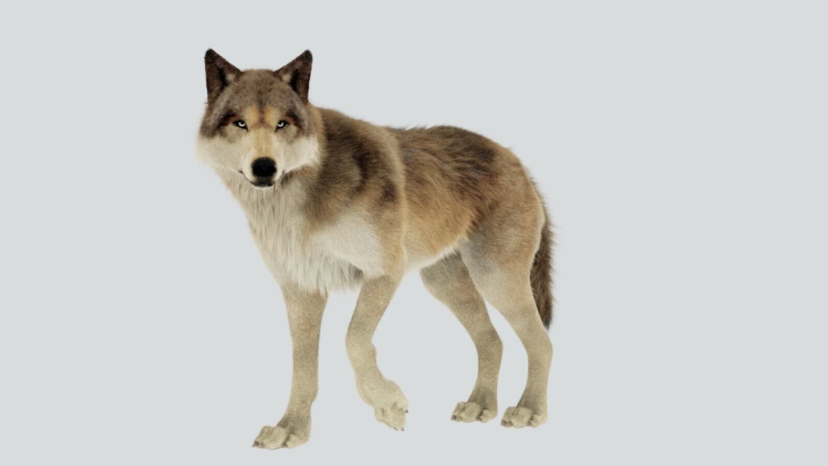 Дикие животные без фона