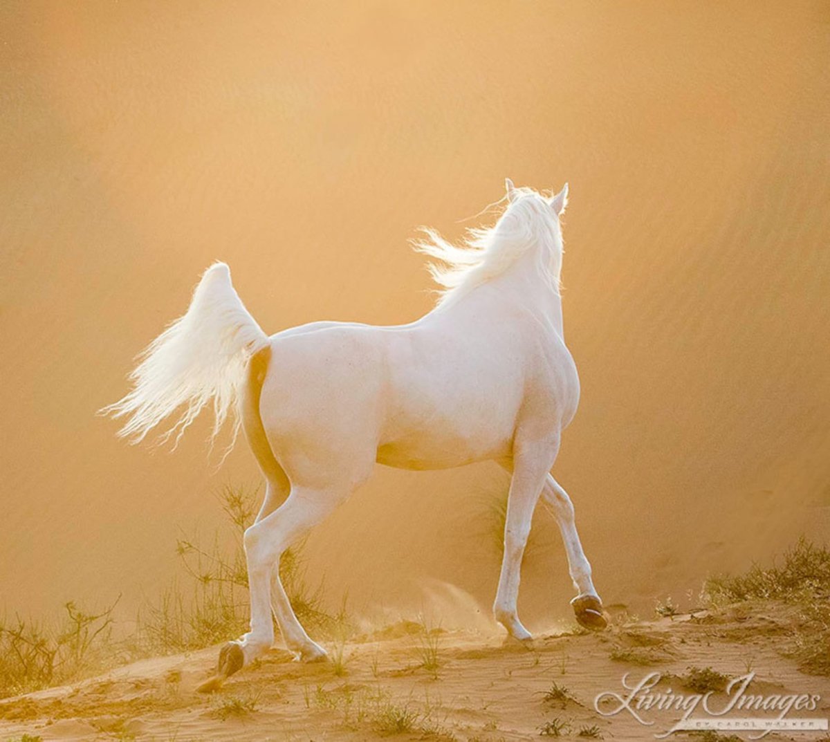 Белый конь в пустыне