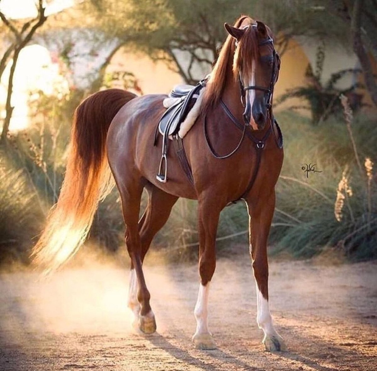 Улокчи отлар