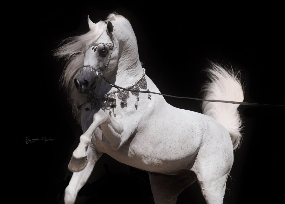 Низами арабский жеребец