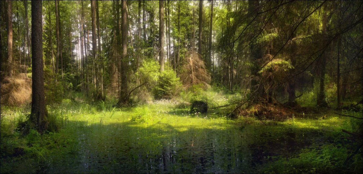 Белоруссия природа Беловежская пуща