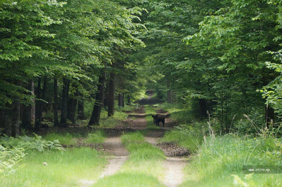 Беловежская пуща Брест Белоруссия