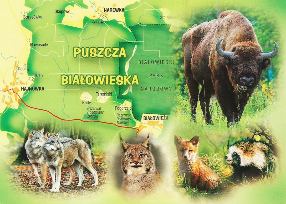 Буклет Беловежская пуща