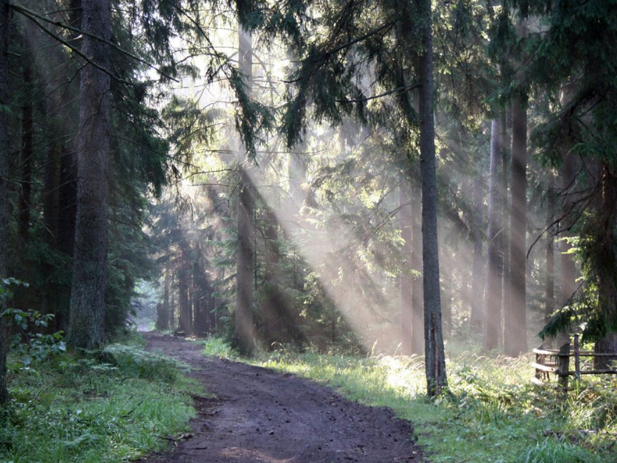 Беловежская пуща