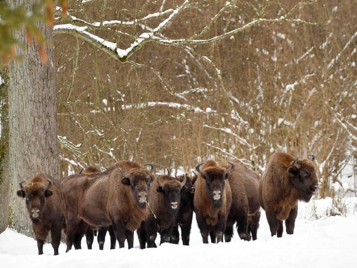 Белоруссия Беловежская пуща ЗУБР