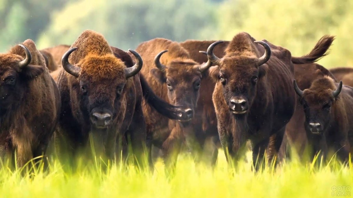 Беловежская пуща зубры