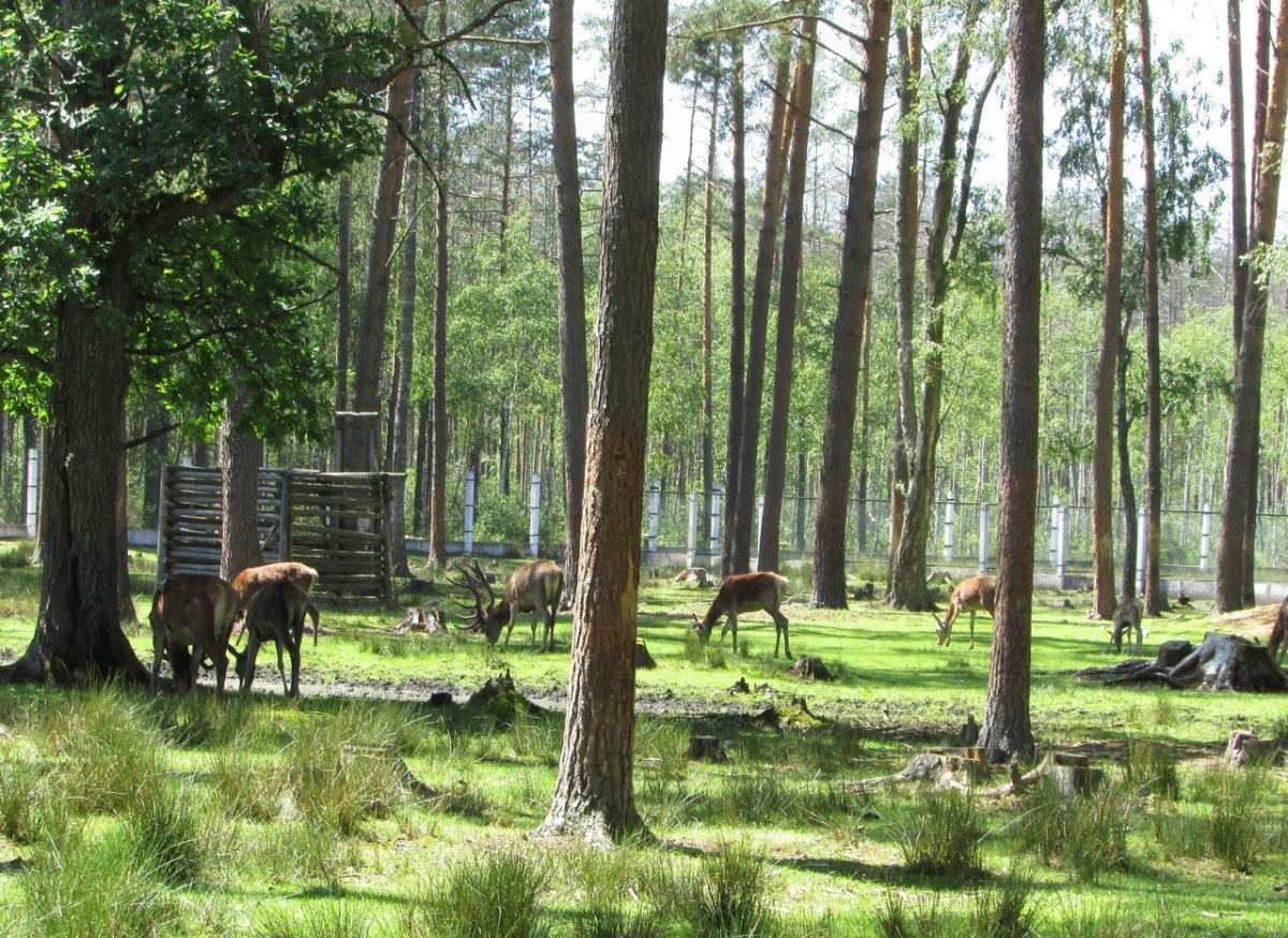 Беловежский национальный парк Белоруссии