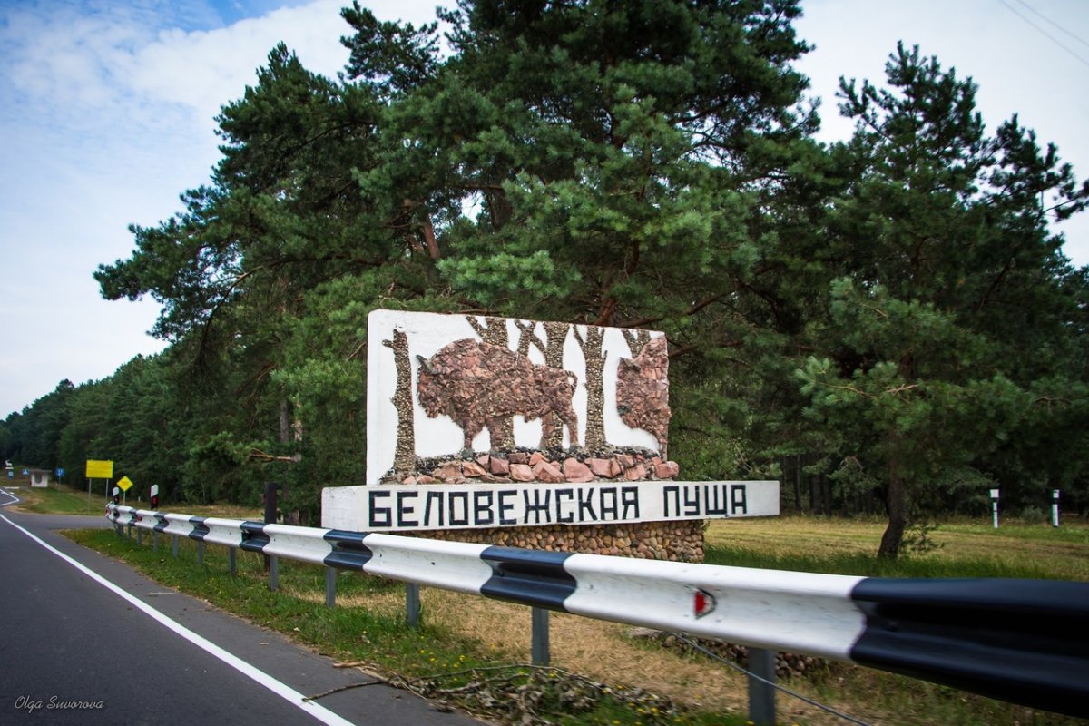 Белоруссия парк Беловежская пуща