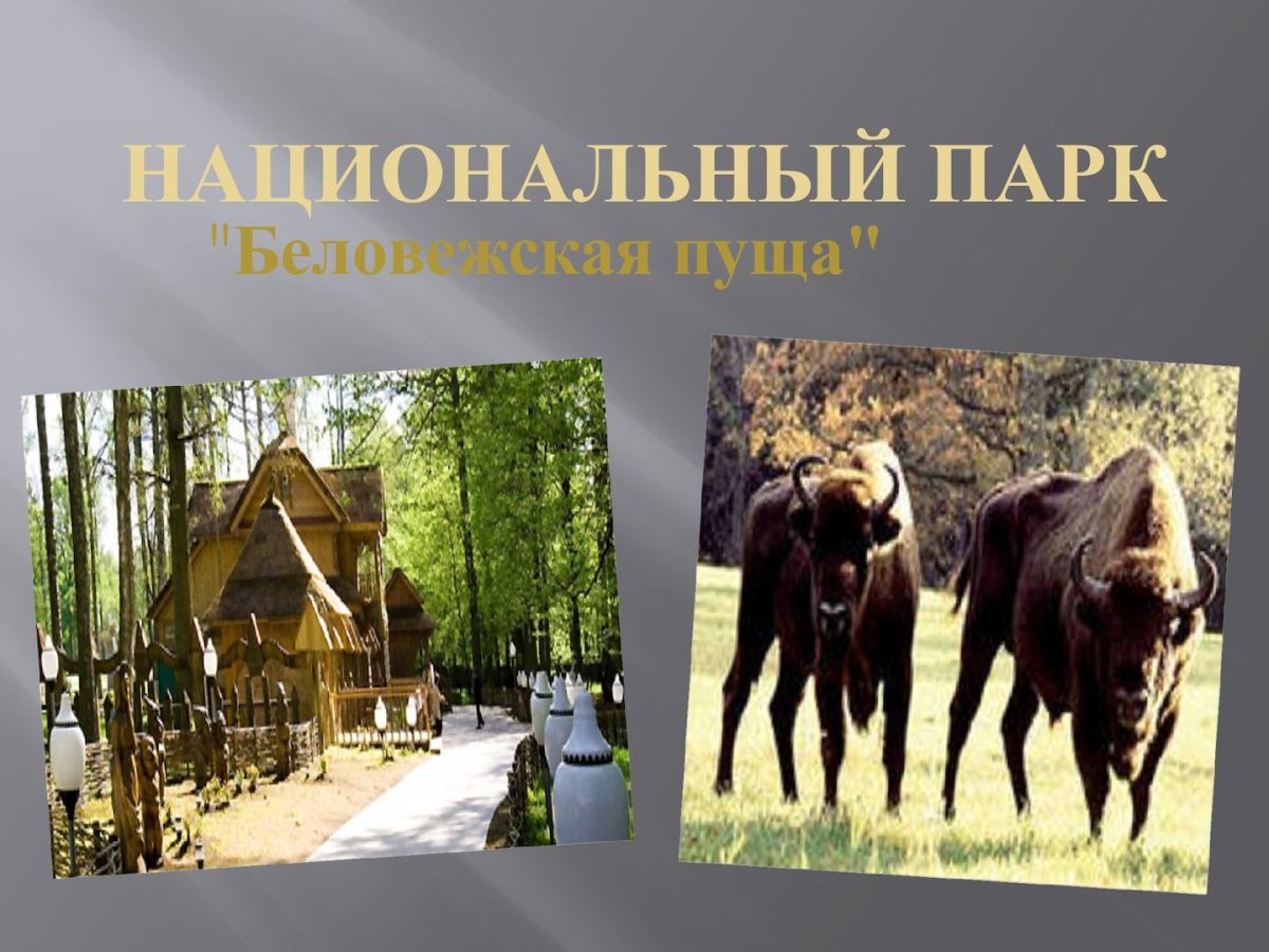 Национальный парк Беловежская пуща презентация