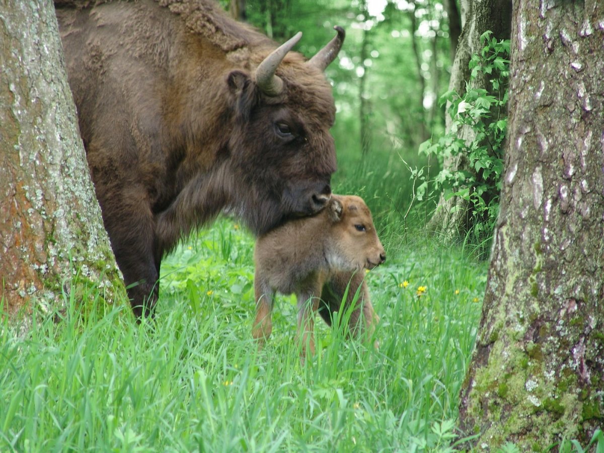 Беловежская пуща зубры