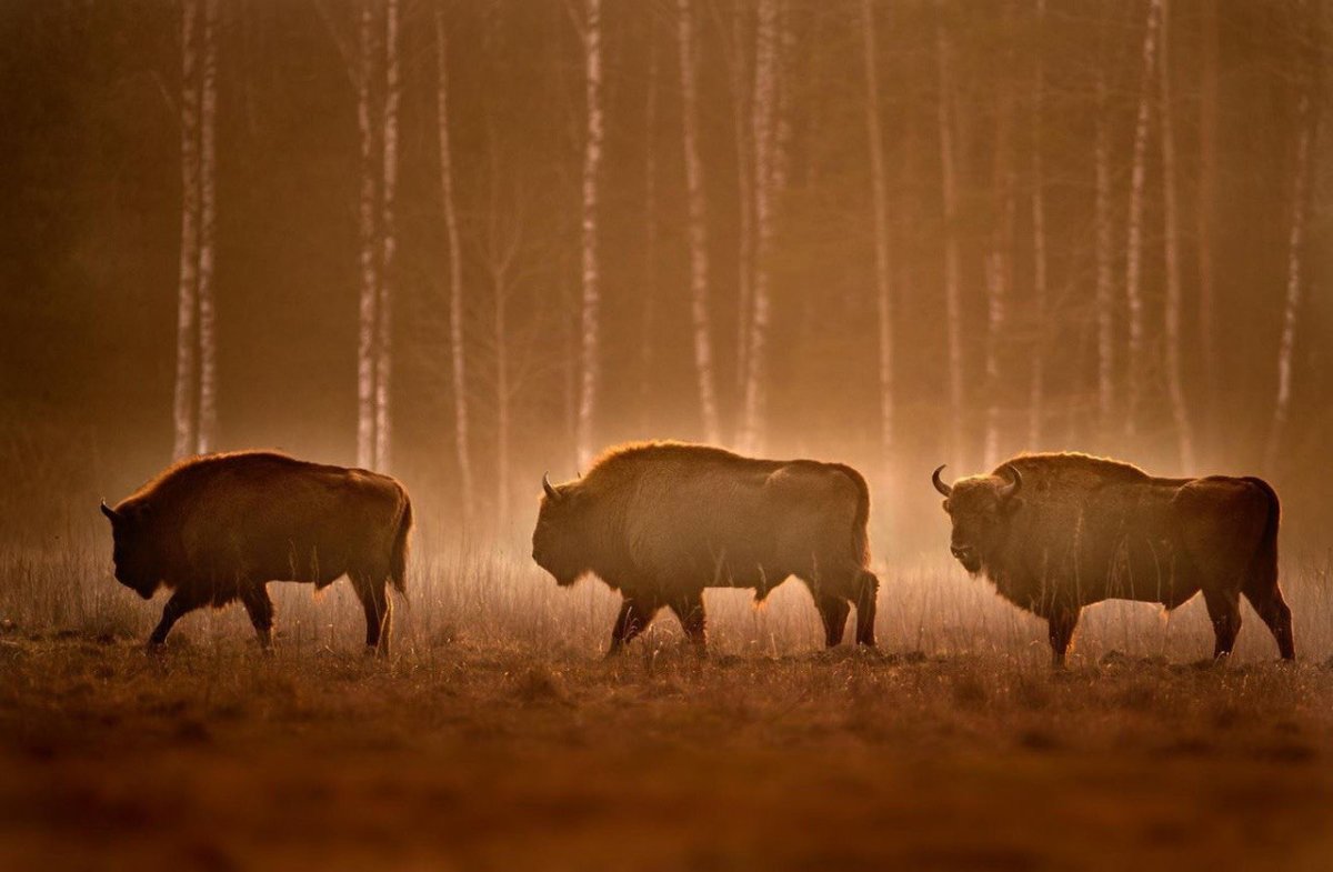 Беловежская пуща