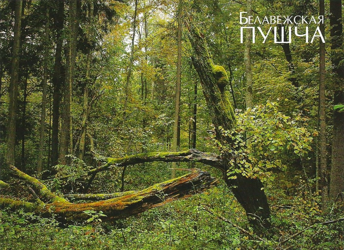 Набор открыток Беловежская пуща