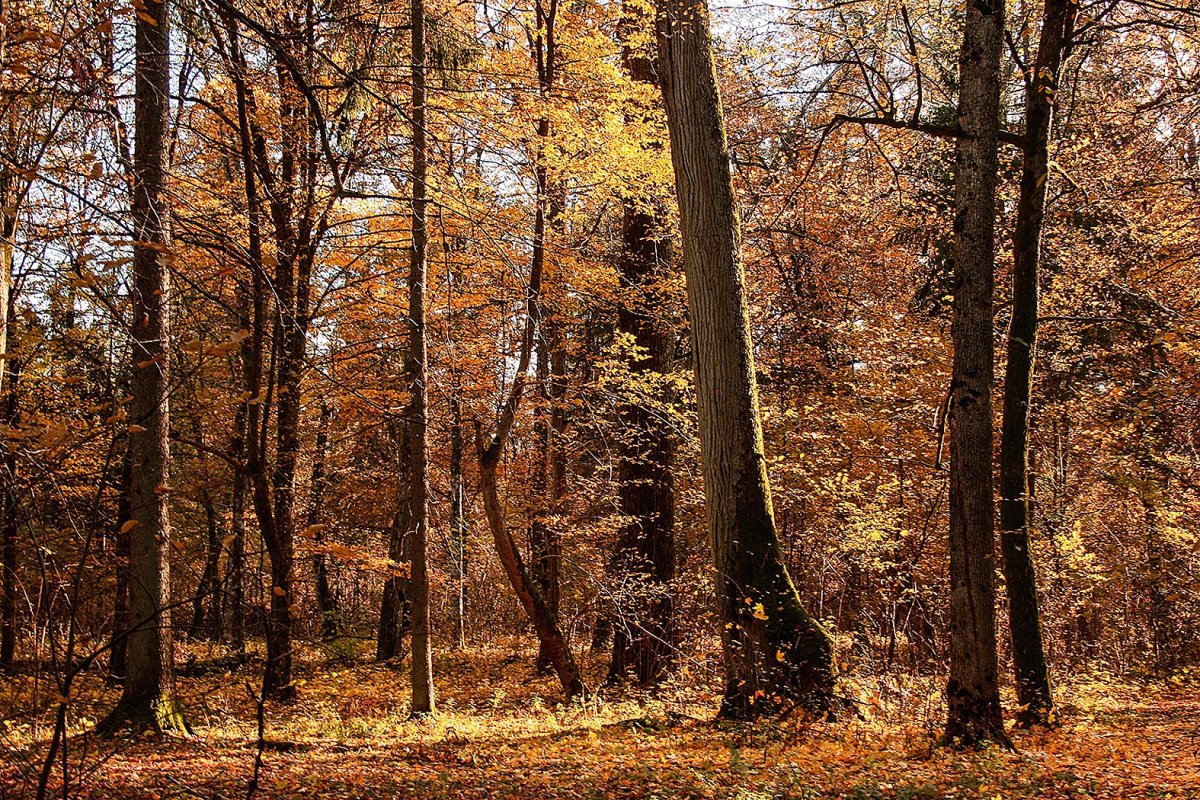 Беловежская пуща осенью