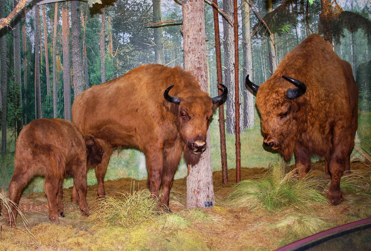 Белоруссия Беловежская пуща ЗУБР