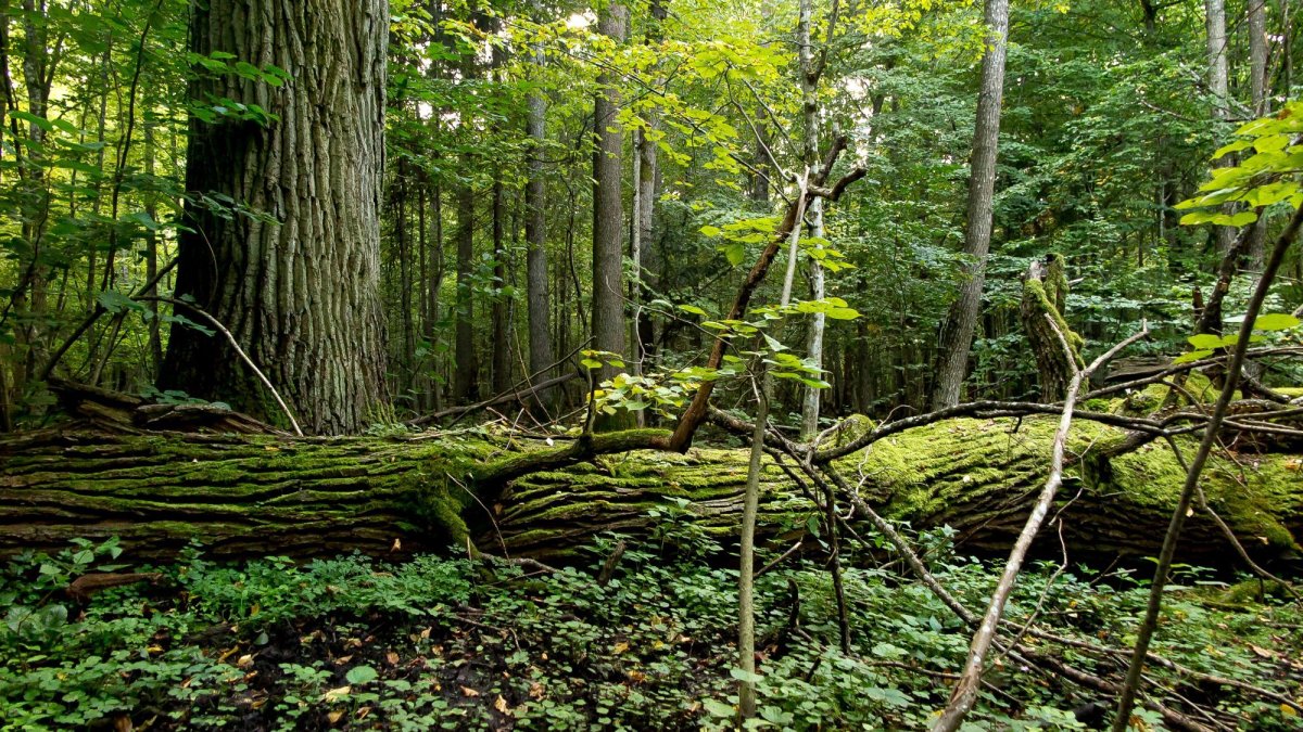 Беловежская пуща