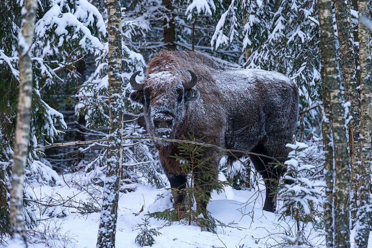 Беловежская пуща зубры