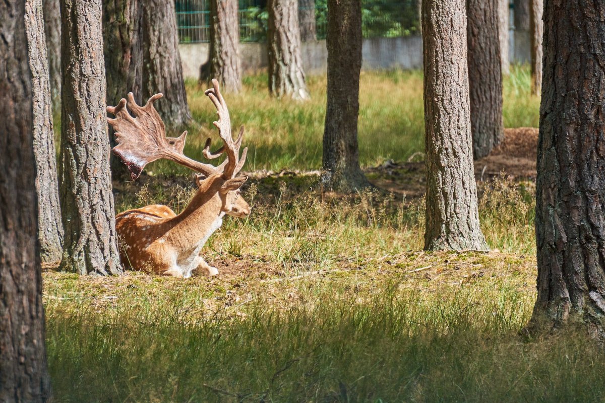 Лозымская пуща Экопарк