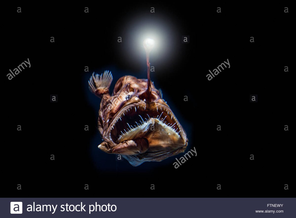 Удильщик мешкорот