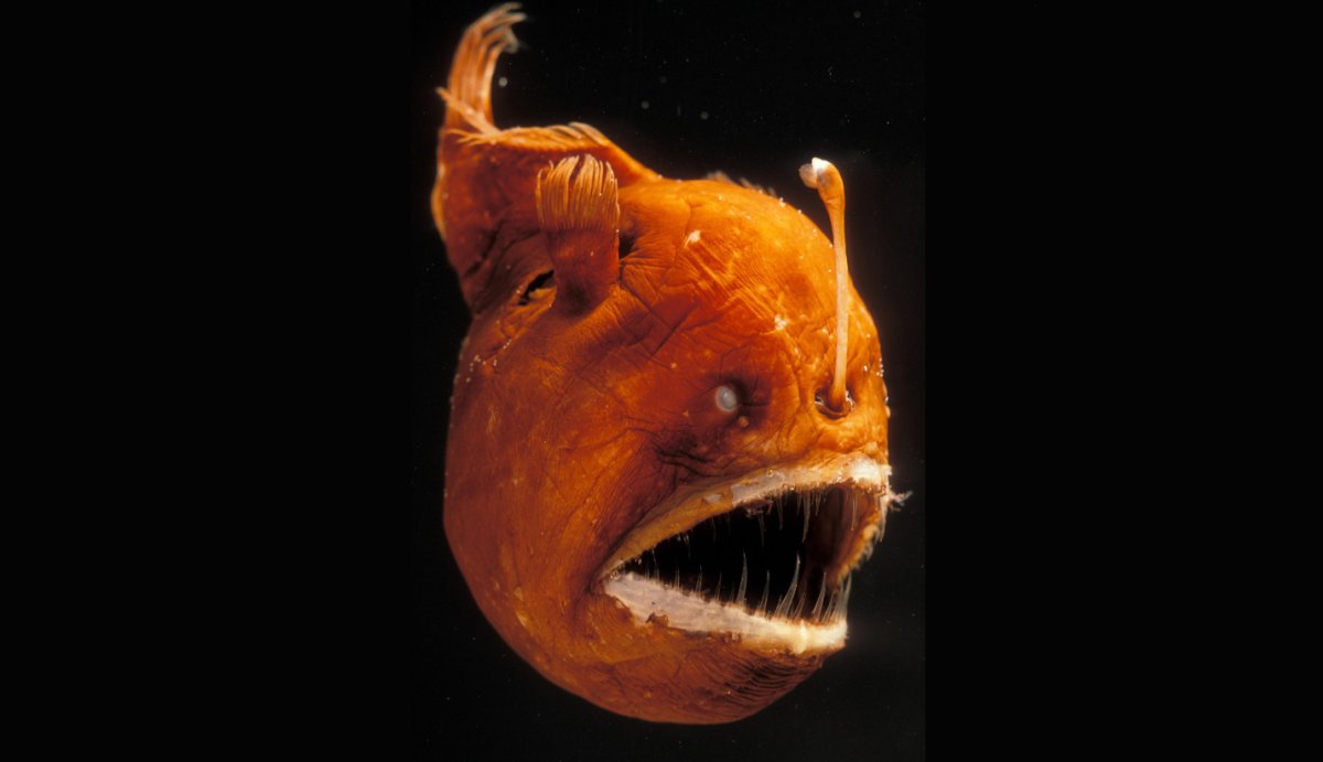 Рыба удильщик