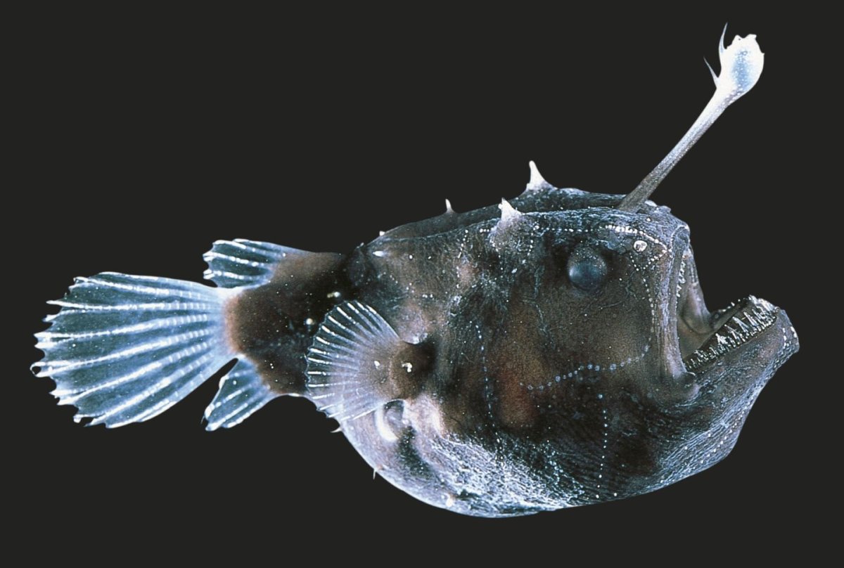 Американский удильщик