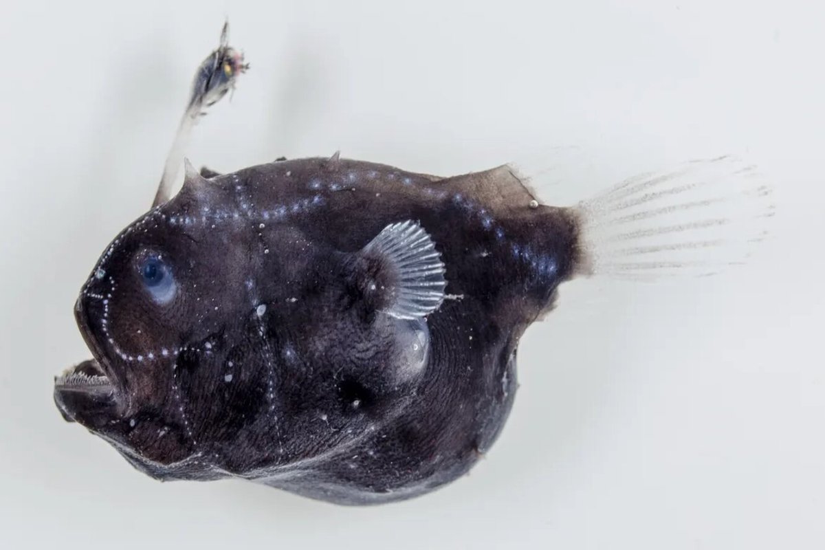 Черт на белом фоне реалистичный