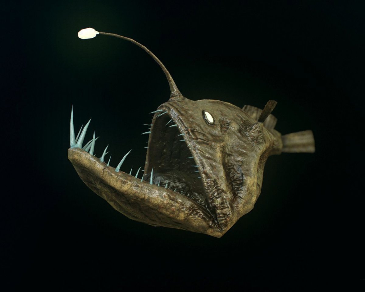 Меланоцет Джонсона горбатый морской черт