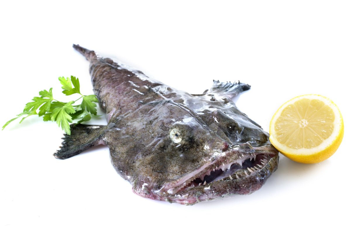 Морской черт удильщик