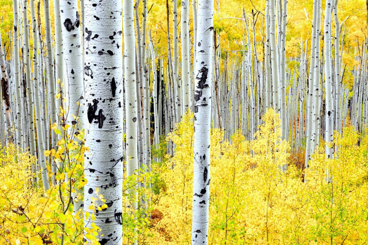 Листопад березы