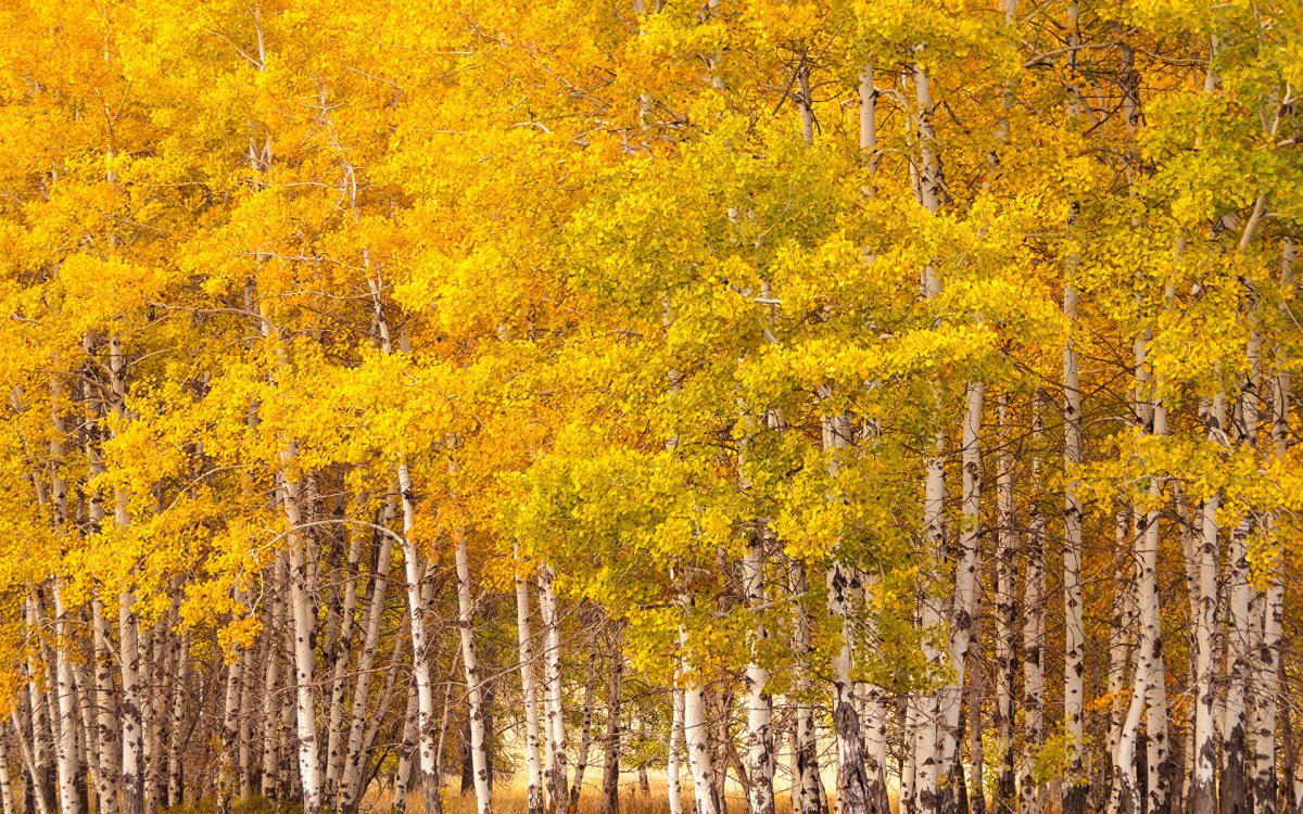 Осенняя береза