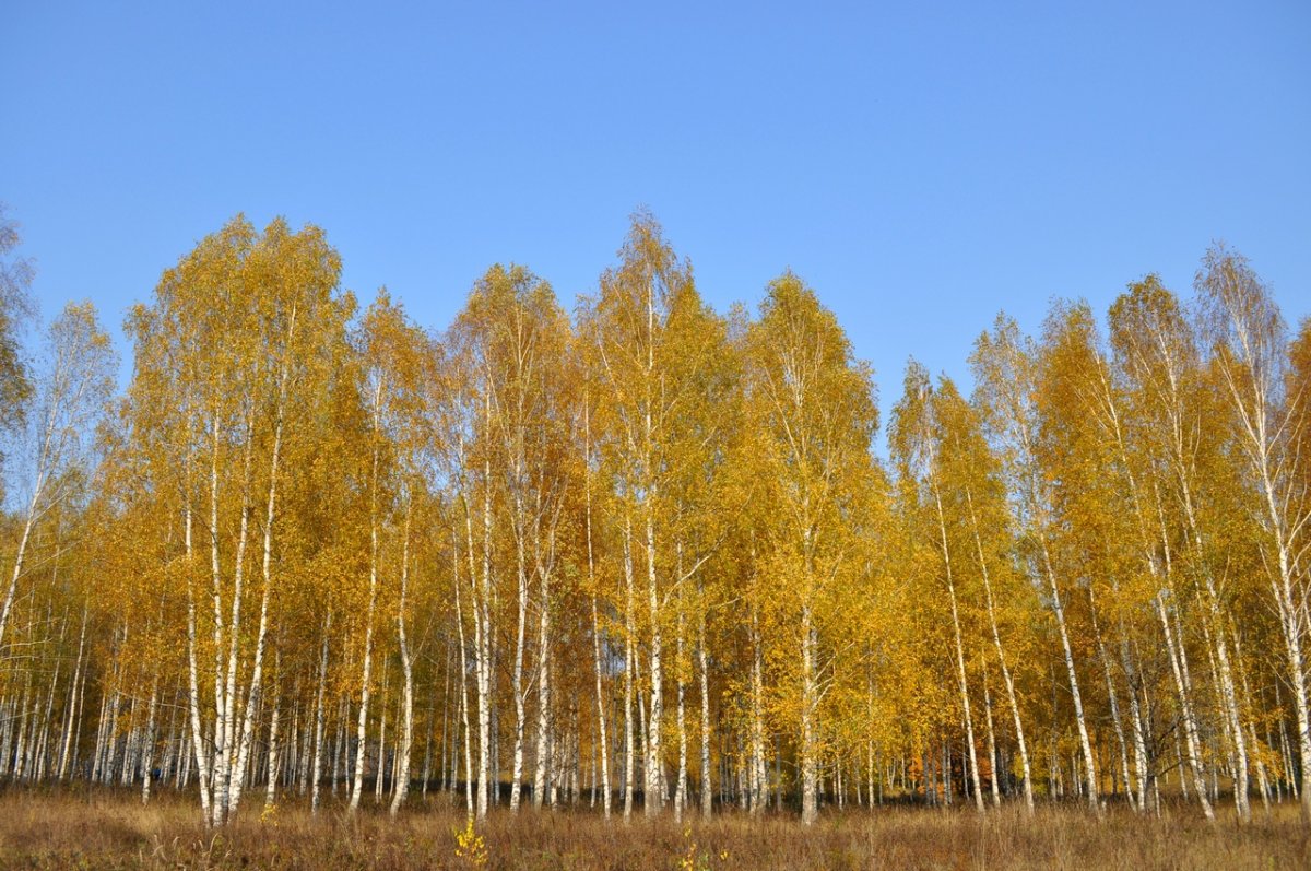 Березы ранней осенью панорама