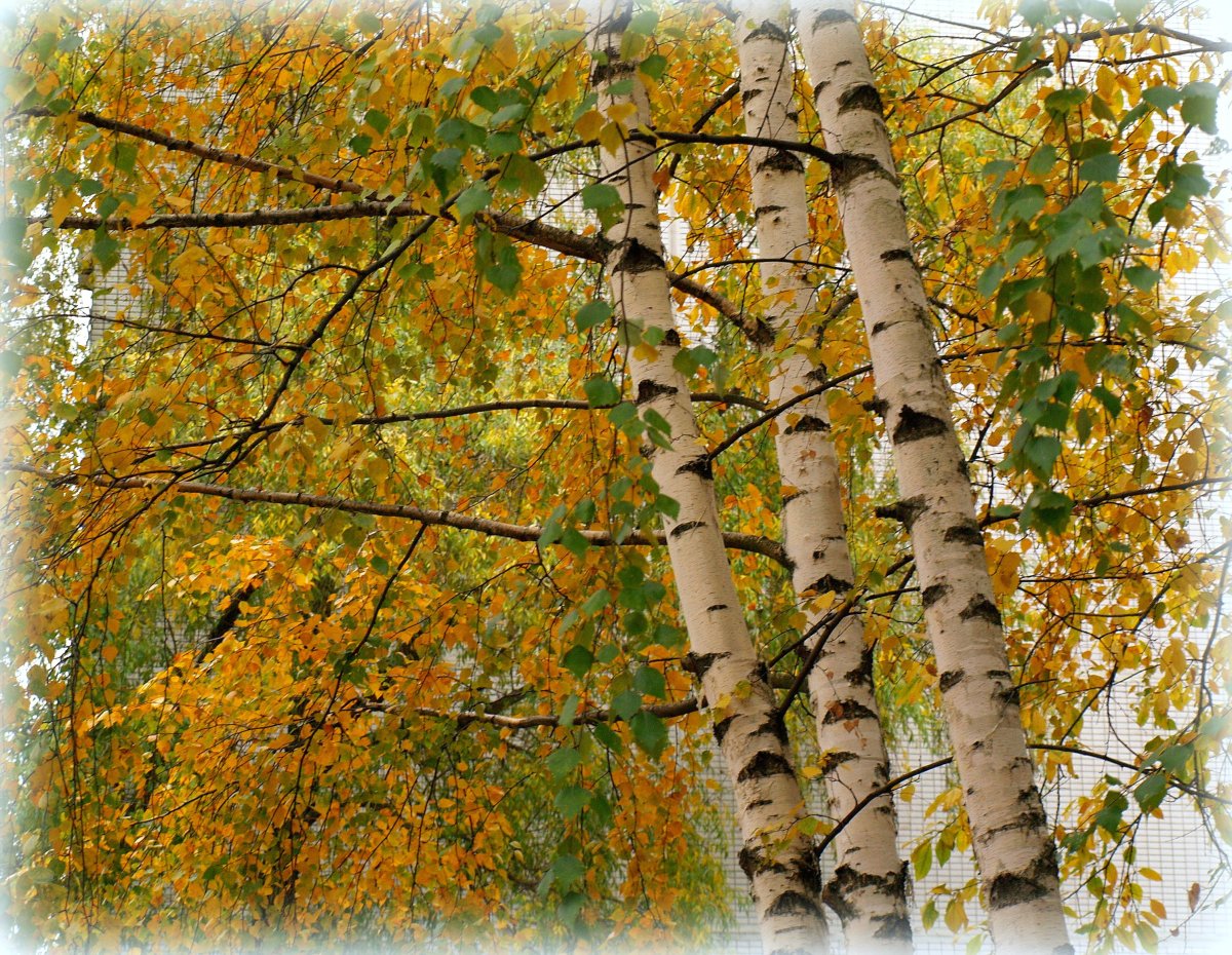 Берёза осенняя мультяшная