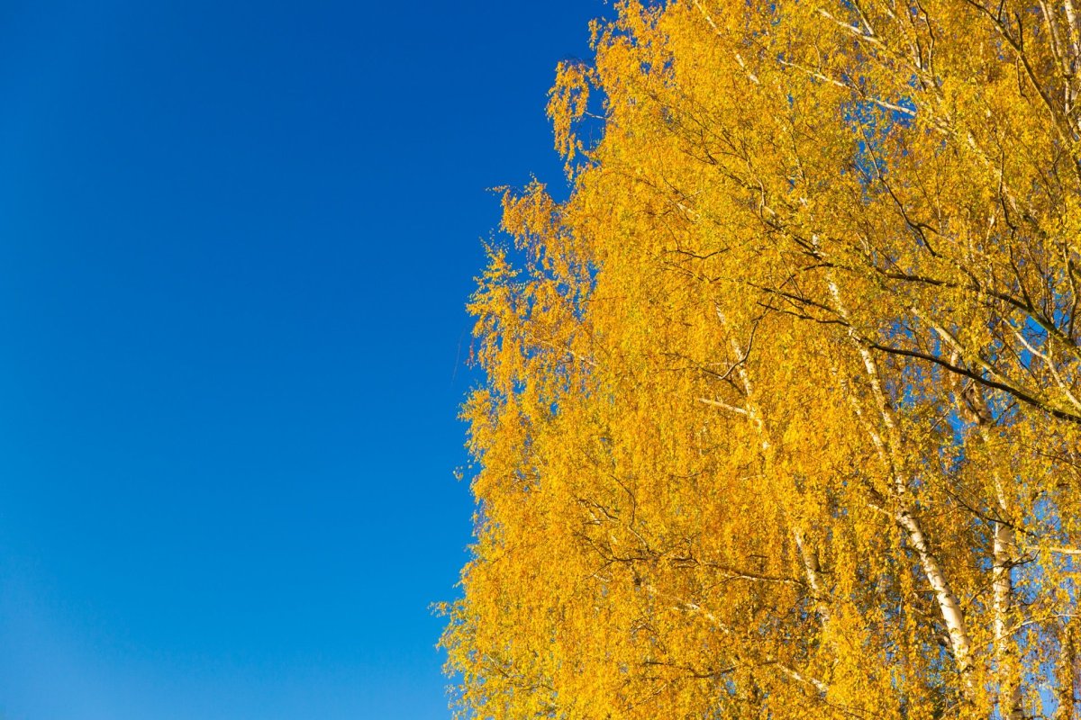 Береза повислая осенью