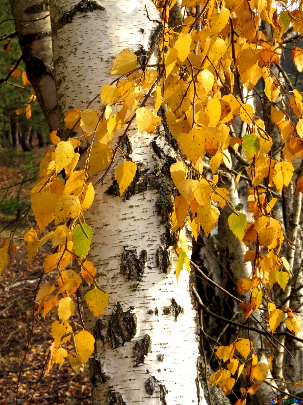Мультяшная осенняя Березка