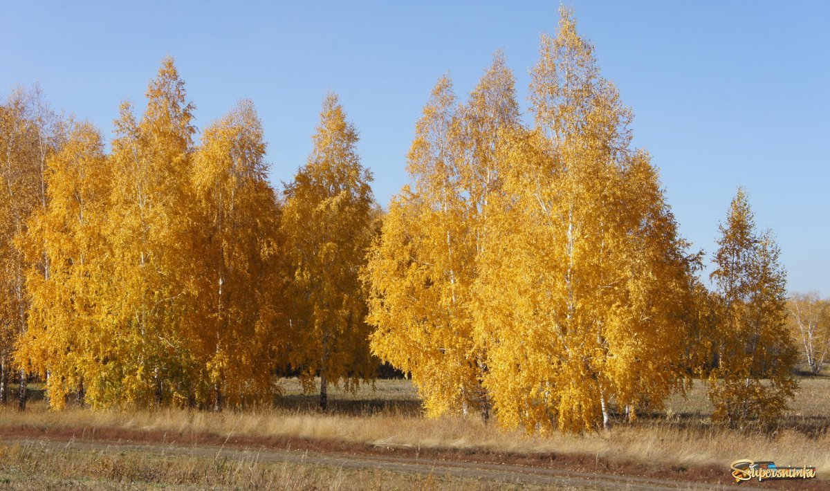 Ранняя осень Берёзовая роща