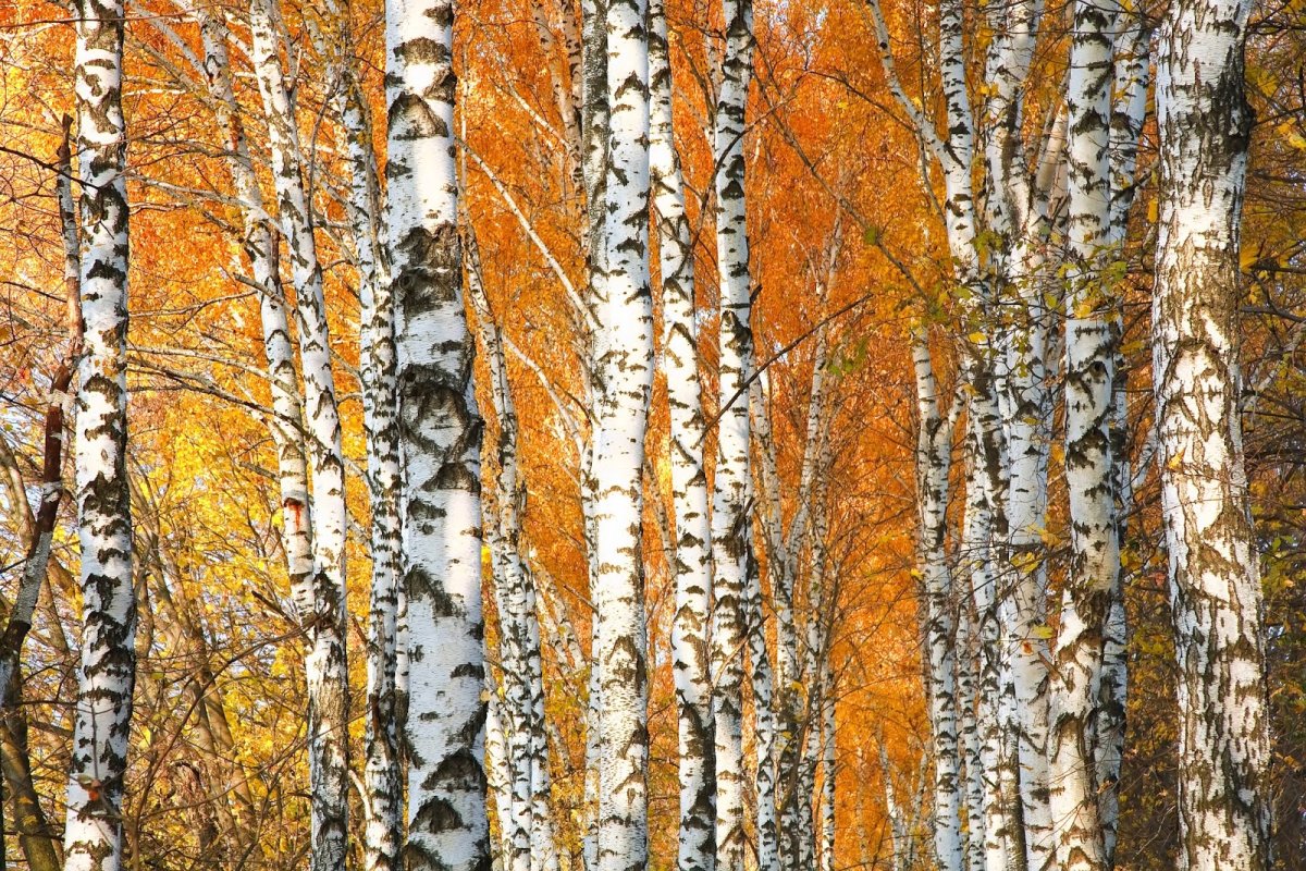 Осеннее дерево береза