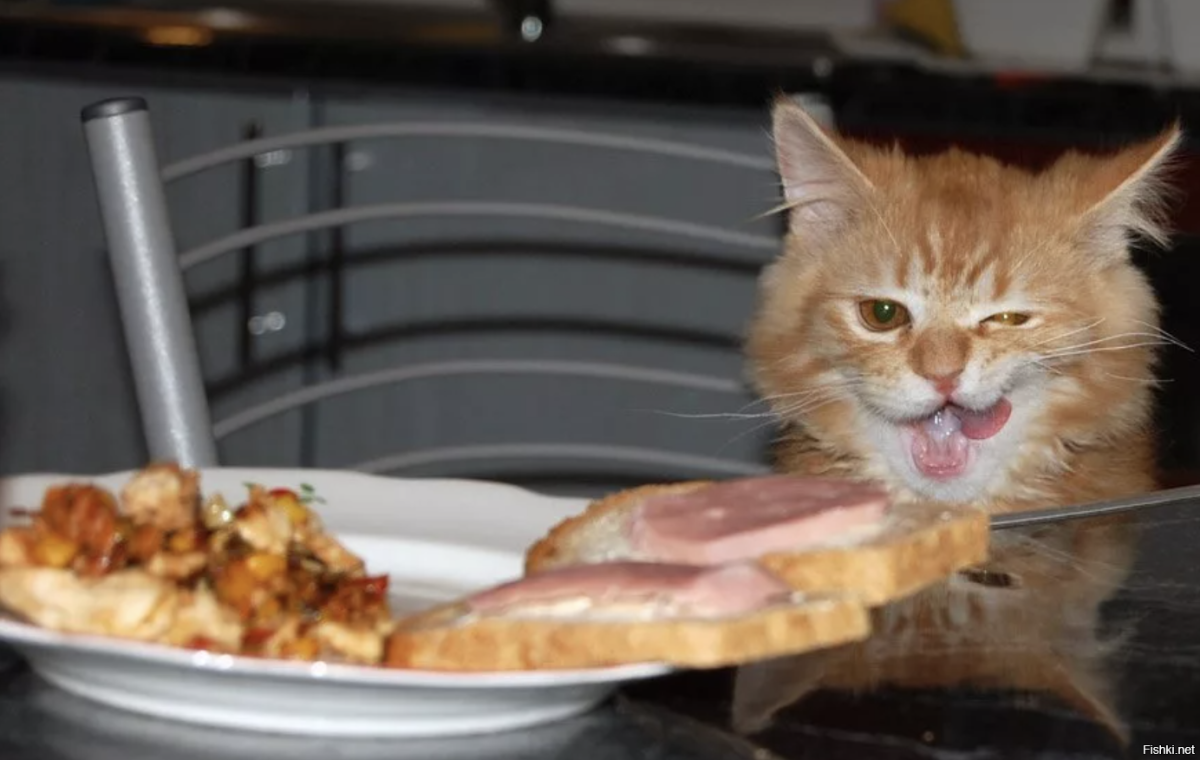 Кот ест бутерброд