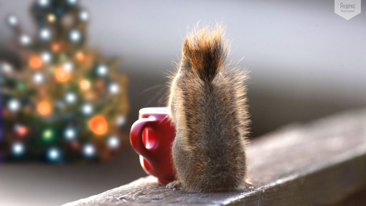 Белка с чашкой кофе