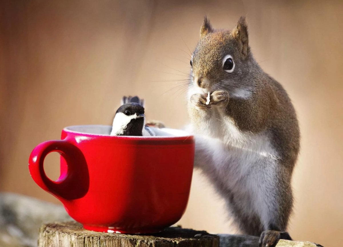 Доброе утро Белочка