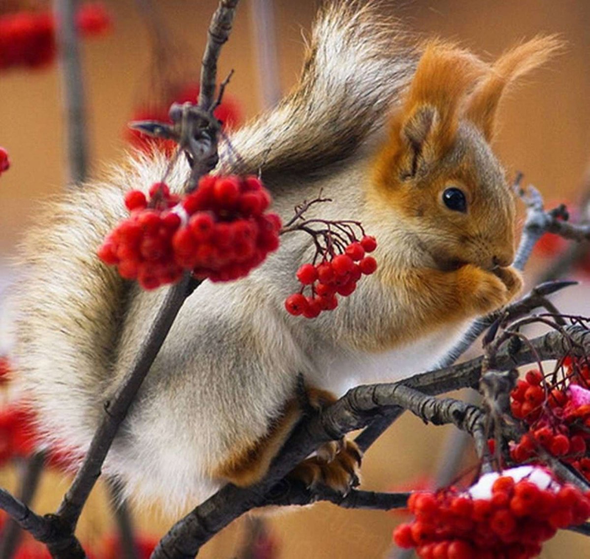 Иллюстратор Евгения Соловьева