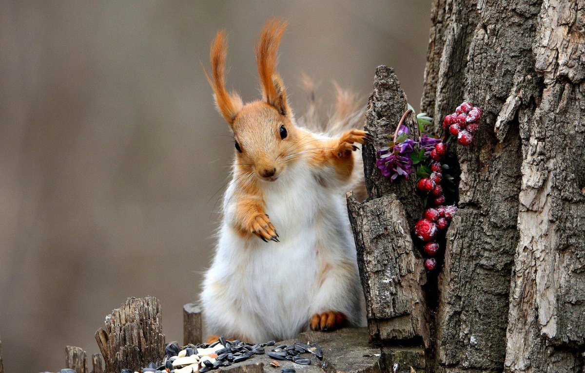 Красивая белка