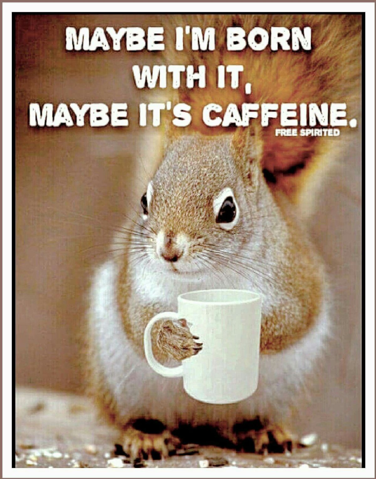 Белка с кофе