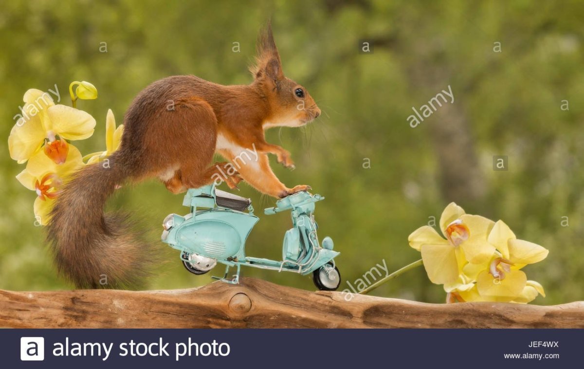 Утро зима животные